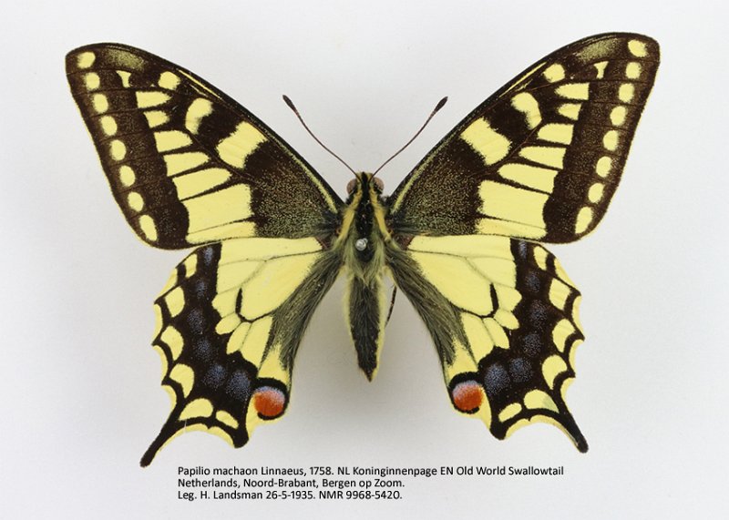 Papilio machaon.jpg - Papilio machaon Linnaeus,1758